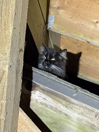 Found cat