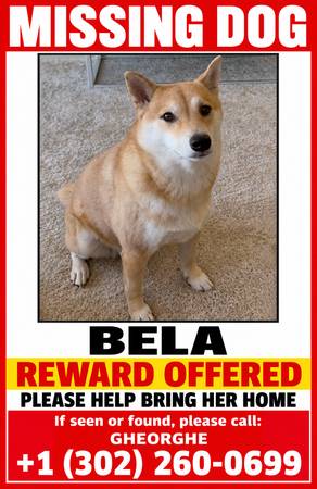 Lost Dog in Lakewood