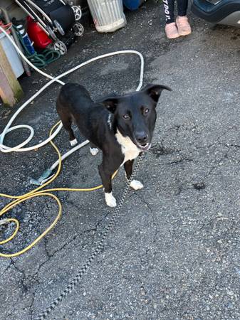 Found dog