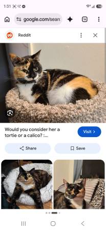 Found Cat in Kent