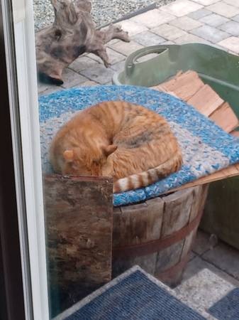 Lost Cat in Tacoma