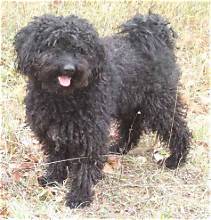 Lost Dog in Tacoma