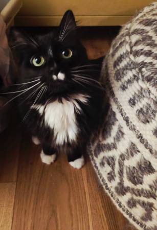 Lost cat