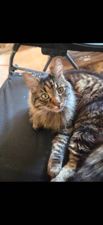 Lost cat