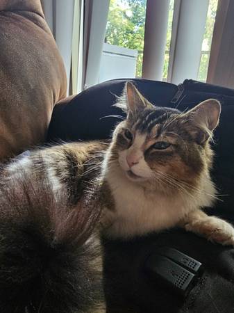 Found Cat in Tanglewood Apartments
