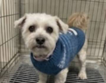 Lost dog