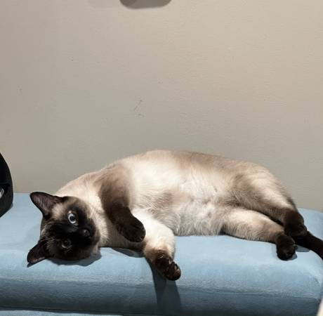 Lost Cat in Sand Point Way