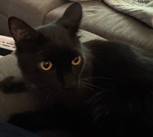 Lost cat