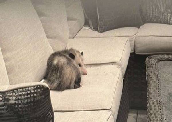 Found opossum