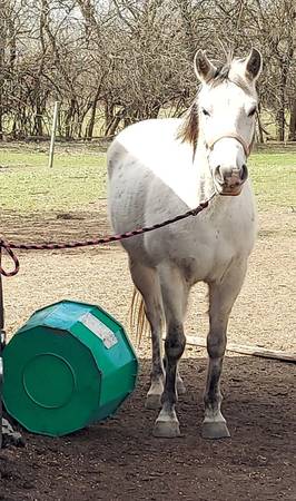 Lost horse