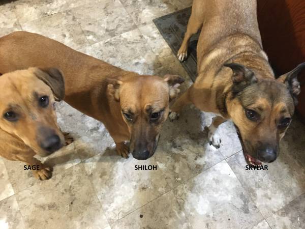 Lost Dog in Cape Girardeau