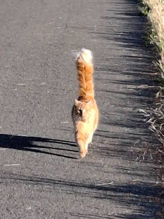 Lost Cat in Concord