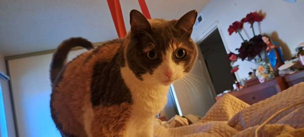 Lost Cat in San Francisco