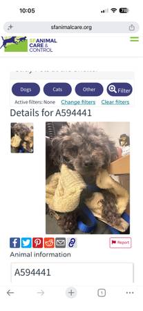 Found dog