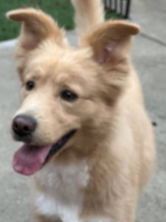 Found dog