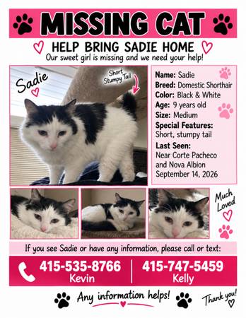 Lost Cat in Corte Pacheco And Nova Albion