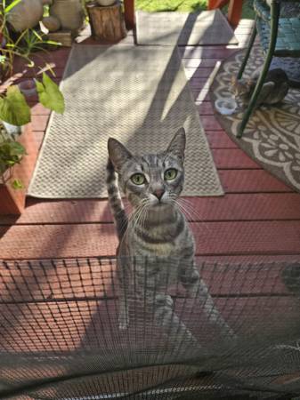 Found Cat in San Jose