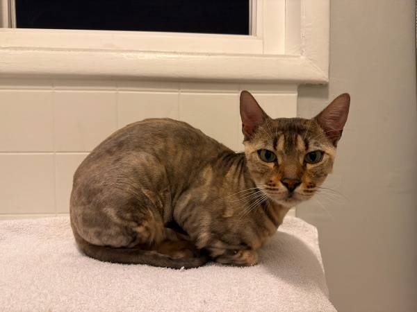 Found cat