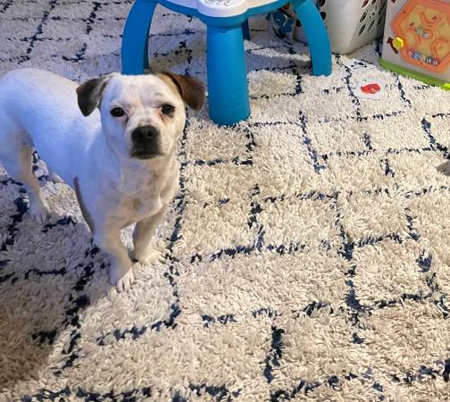 Lost Dog in El Cerrito