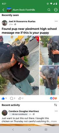 Found dog