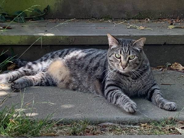 Lost Cat in San Francisco