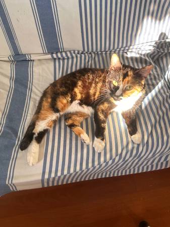Lost cat