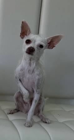 Lost dog