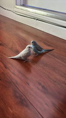 Lost Budgie in San Leandro