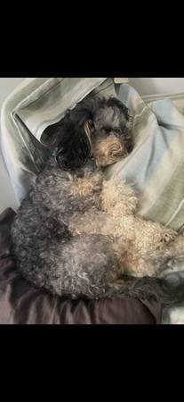 Lost Dog in San Jose