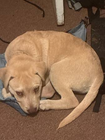 Lost Dog in Oakland