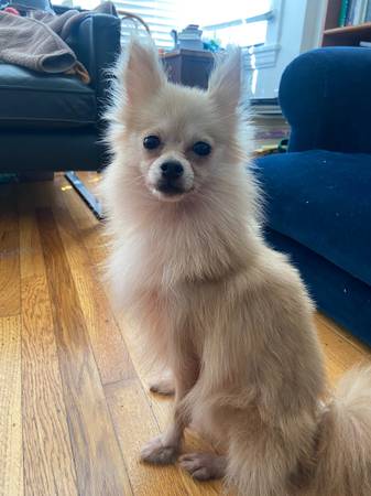 Found dog