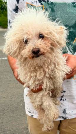 Found Dog in Sonoma