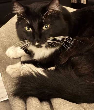 Lost Cat in Novato
