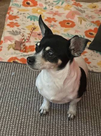 Lost dog