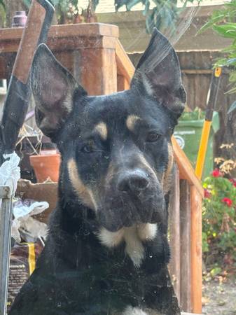 Found dog