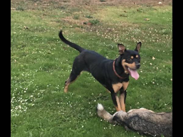 Lost Dog in San Francisco