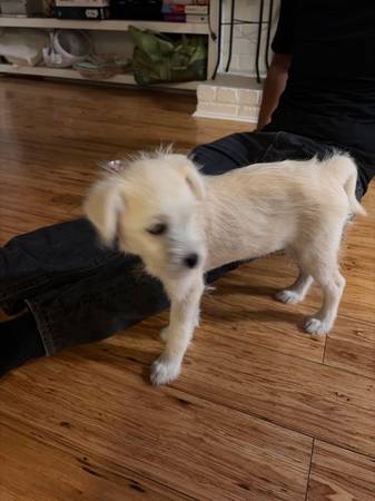 Found Dog in El Sobrante