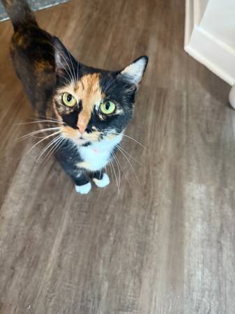 Lost Cat in San Francisco