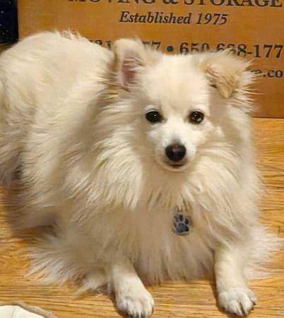 Lost Dog in Albany