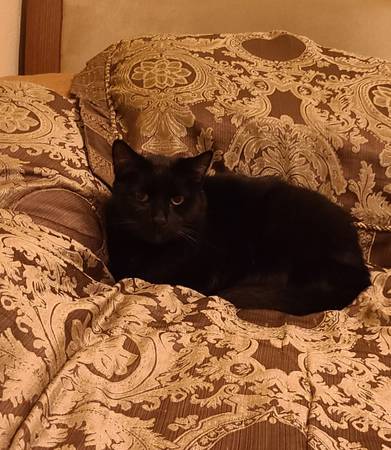 Lost Cat in Pittsburg