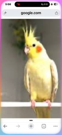 Lost bird