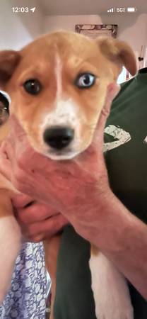 Found Dog in Cupertino