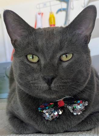 Lost Cat in San Jose
