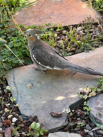 Lost Bird in Santa Cruz