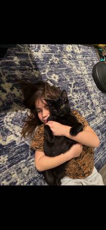 Lost cat