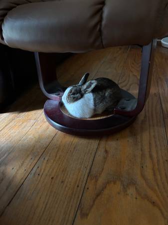 Found rabbit