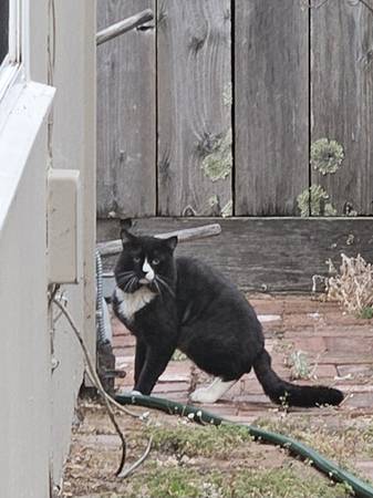 Found cat