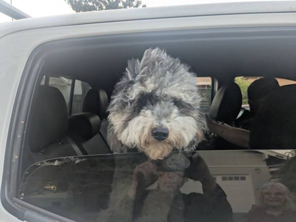 Found Dog in Petaluma