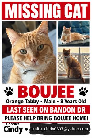 Lost Cat in Dublin