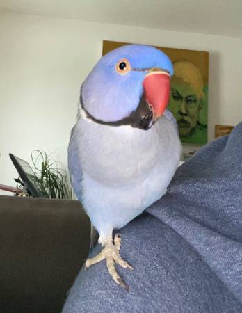 Lost Bird in San Francisco